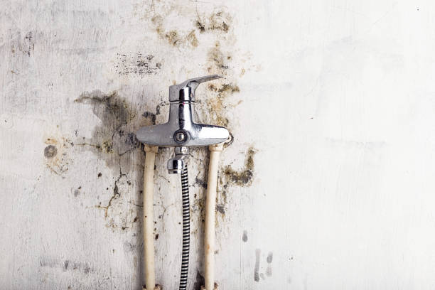 Best Black Mold Removal  in Brewster, NY
