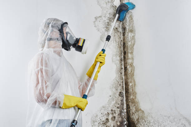 Best Mold Damage Repair  in Brewster, NY