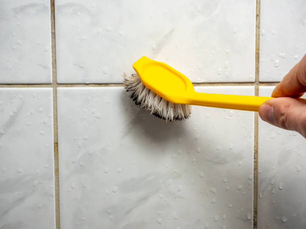 Mold Removal and Inspection in Brewster, NY