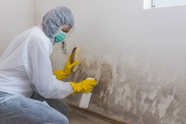 Best Local Mold Removal Service  in Brewster, NY