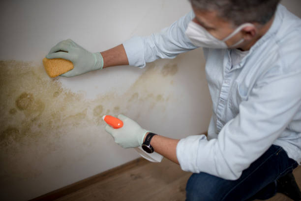 Best Certified Mold Removal  in Brewster, NY