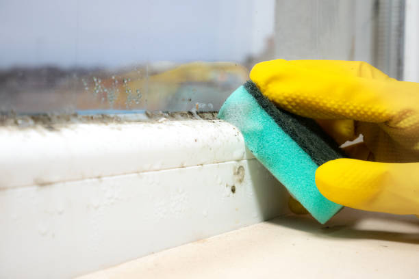 Professional Mold Removal in Brewster, NY