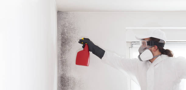 Certified Mold Removal in Brewster, NY