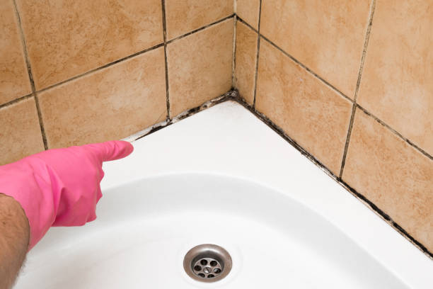 Best Toxic Mold Removal  in Brewster, NY